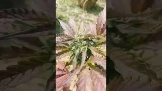 Critical XXL grower by rasta brother's #outdoor #short
