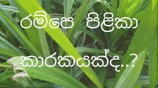 රම්පේ වගාව/රම්පේ කැවොත් විනාශද/rampe/pandole leves