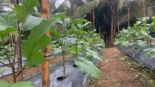 Isang lingo pagkalipas ng pag pupruning (Calixto F1)