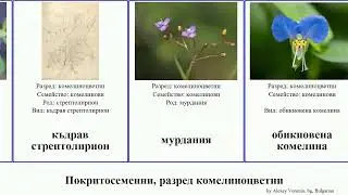 Покритосеменни, разред комелиноцветни angiosperms обикновена понтедерия Кализия комелина Seasons