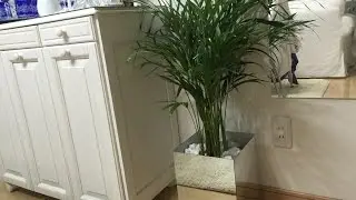 Faça você mesmo um vaso de espelhos para sua planta