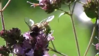 Schwebfliegen in unserem Garten - Hoverflies in our garden