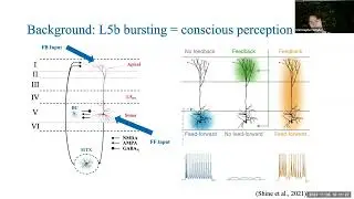Christopher Whyte: Biophysical Model of Visual Rivalry