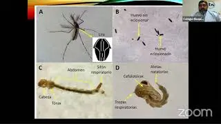 El rol de Aedes Aegipti en la transmisi&oacute;n de Arbovirosis