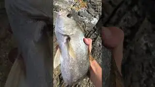 jewfish #fishing #mulloway #jewfish #noosa