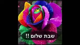 Shabbat Shalom - The Shabbos Queen Project