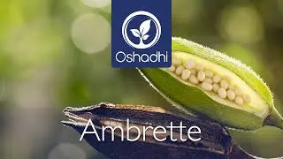 Ambrette (Abelmoschus moschatus) | Essential-Oil-Plant Portrait by Dr. Malte Hozzel