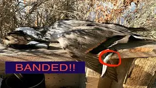 Tacticam footage and FIRST BANDED DUCK (PINTAIL)
