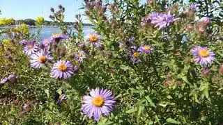 How to Identify New England Aster