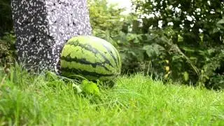 Decathlon Initech 2 with 30'' carbon arrows vs Watermelon test shot