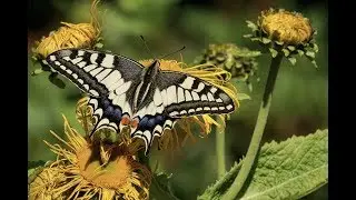 Fibonacci & Frequency Patterns, Instrumental Nature Music, Restorative Energy Music, Chantmagick -