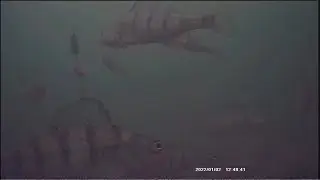 Big school  of perch #shorts #catchandrelease #fishing