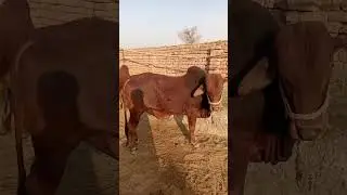 #naazfarming #cow #luddanmandi #multanmandi #cattlemarket #cattlefarm