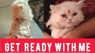 Get Ready With Me।। Tultuli #cats #funnycat #cute #tultuli 