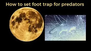 How to set a Trap for Coyotes|Fox|Bobcats
