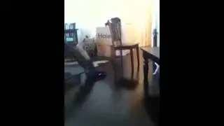 My dog barking at vacuum