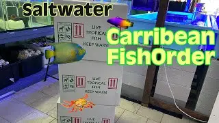 🐟 Caribbean Saltwater Fish order 🐠
