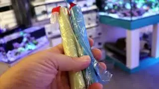 We found the best coral glue and epoxy  !