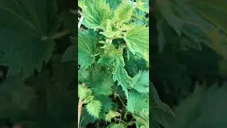 Tired of sneezing through spring? This wild remedy grows at your feet&hellip;
