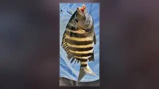 Archosargus Probatocephalus