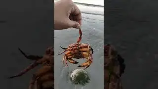 Attempt to save a Crab #canada #victoria #higherstudyabroad #britishcolumbia #uvic #travel #vlog