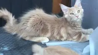 Baby Time! Zeus and Apollo! 😹 #cat #catfunny #pets