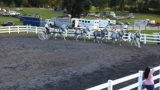Five Horse 