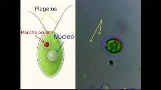 Gonium pectorale, Alga Colonial. El comienzo de los seres pluricelulares.
