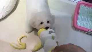 56576　ビション・フリーゼ♂