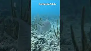 Facts About The Hogfish! 🐟
