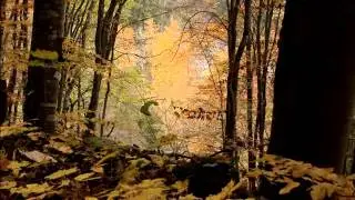 Heart of Scars - Autobiography of a Werewolf Hunter Part 2.
