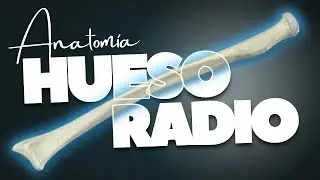 🔥 HUESO RADIO y sus PARTES | Toda su ANATOMIA en 3D [2025]