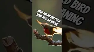 Red-breasted Bird &ndash; Spiritual Symbol of Renewal