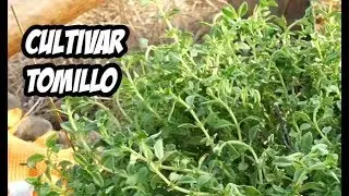 Como Plantar Tomillo en el Huerto | Plantas Aromáticas | La Huerta de Ivan