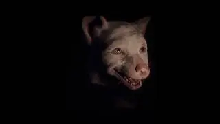 He deserved so much better&hellip; || #mowgli #fyp #viral #sad