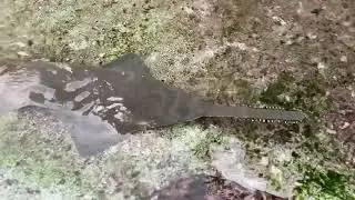 Small tooth sawfish