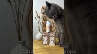 Mula Mula Tak Pasti Berbaloi Tak Fish Oil Untuk Kucing 🥹