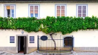 The Worlds Oldest Grape Vine  || Stara Trta in Maribor, Slovenia &bull; SLOVENSKA KUHINJA (EXCLUSIVE)