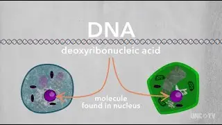 DNA 101
