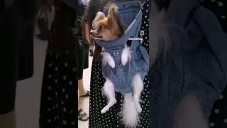 Что за лапочка!Что за прелесть собачка! What a cutie!What a cute little dog! #собаки #прелесть #dog