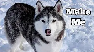 Will My Husky Come Inside During a Snow Storm?  Or Get the Zoomies?