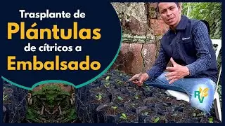 🍋 APRENDE a [TRANSPLANTAR Pl&aacute;ntulas] de 🍋 c&iacute;tricos de almacigo o {SEMILLERO} a EMBOLSADO 🚜 | #maripi