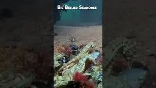 [Frankston Pier] Best #DIVE site for Seahorses!  Our first sighting of a Balmain Bug!