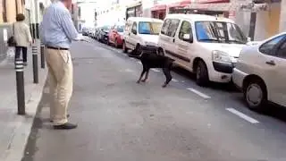 Caso de Tango: síndrome de Wobbler