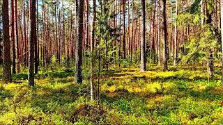 Звуки леса в формате 4K для успокоения 🌿 Умиротворяющее пение птиц и зелень для релаксации