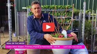 Instant Patio Colour 🌸 Azalea Silver Slipper Container Planting (Step-by-Step Bundle Guide)
