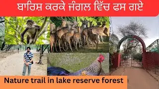 Nature trail in lake reserve forest | Sukhna lake nature trail | jungle in Chandigarh | nature walk