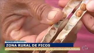Mosca-das-vagens ataca lavouras de feijão e gera perdas na zona rural de Picos