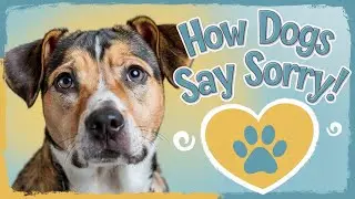 how dogs apologize to their humans?