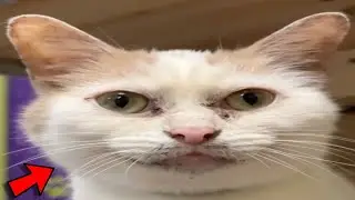 No One Wants To Adopt Unique Cat Because They Think He Looks 'Dirty'